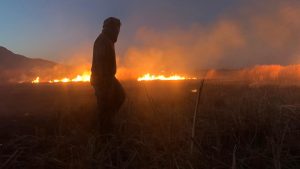 دستگیری عامل آتش‌سوزی‌های زنجیره‌ای در تالاب بیشه‌دالان بروجرد